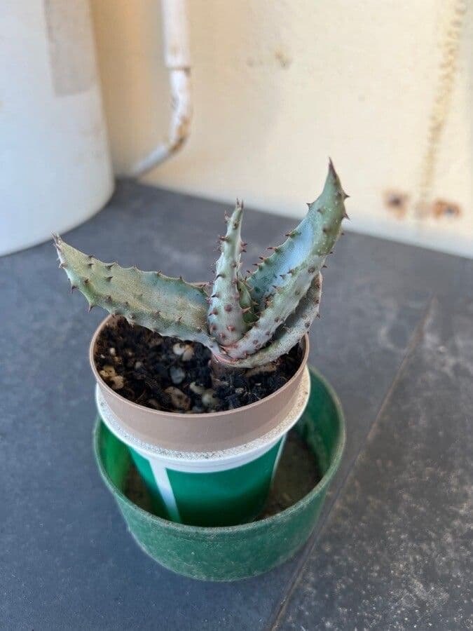 Transvaal-Aloe 17