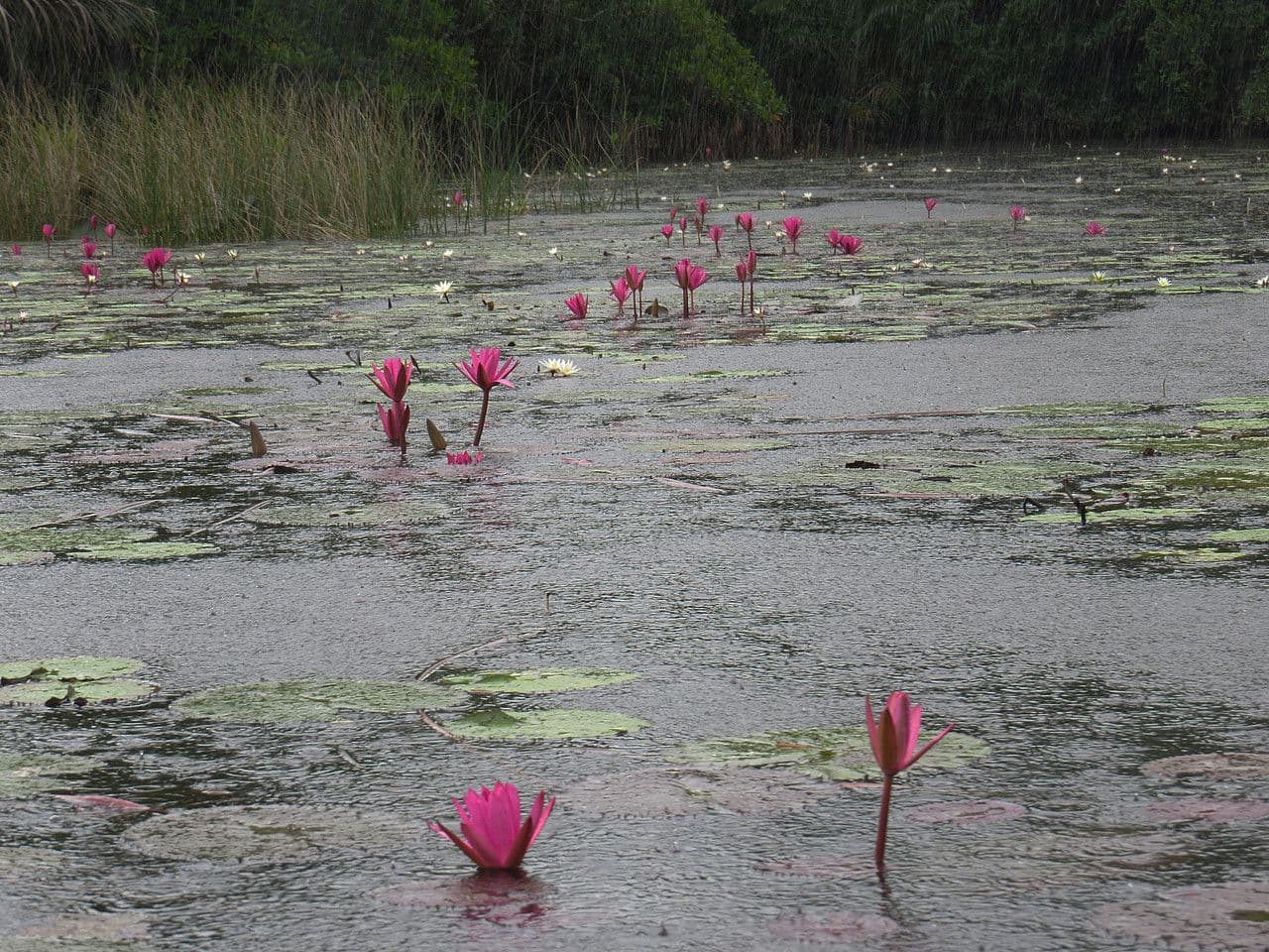 Ninfea pubescens 3