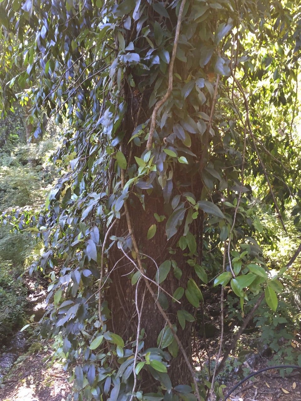 Hortenzie 19