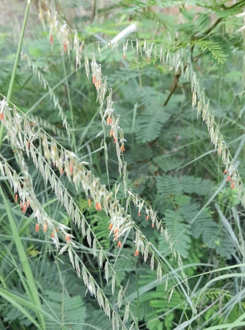 Bouteloua pendula 15