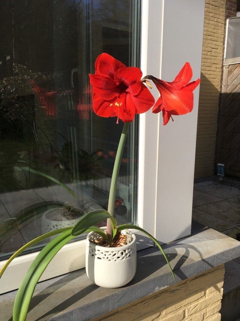 Amaryllis regina 26