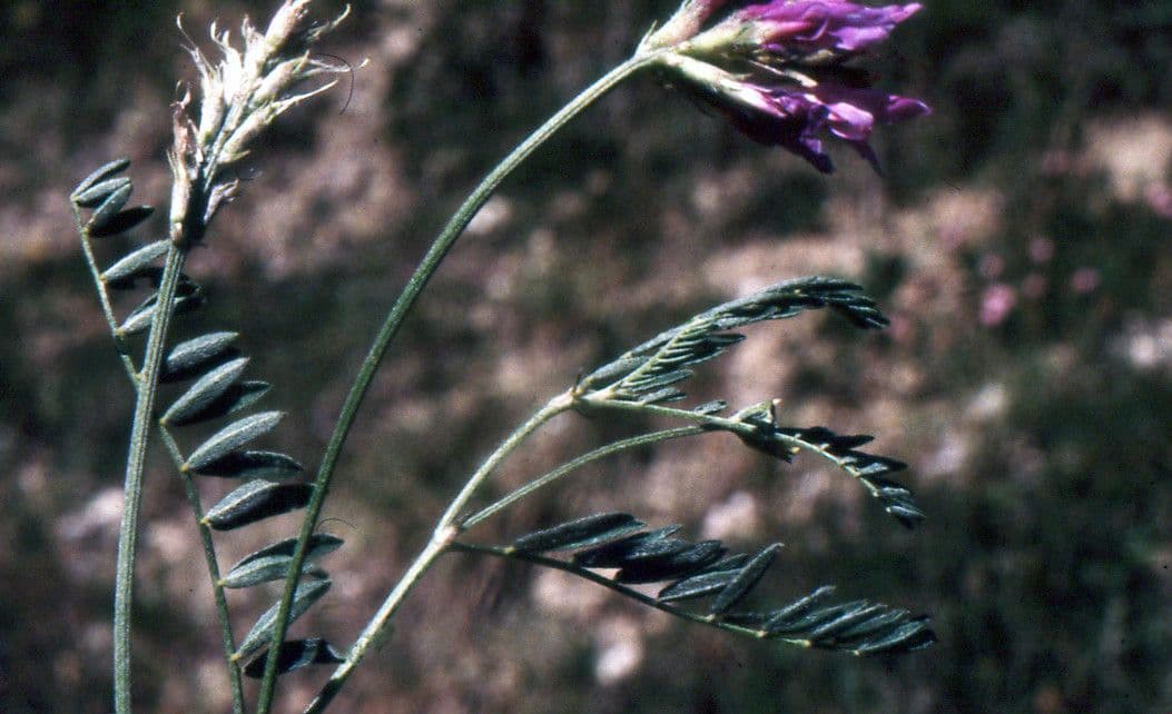 Astragalus onobrychis 26