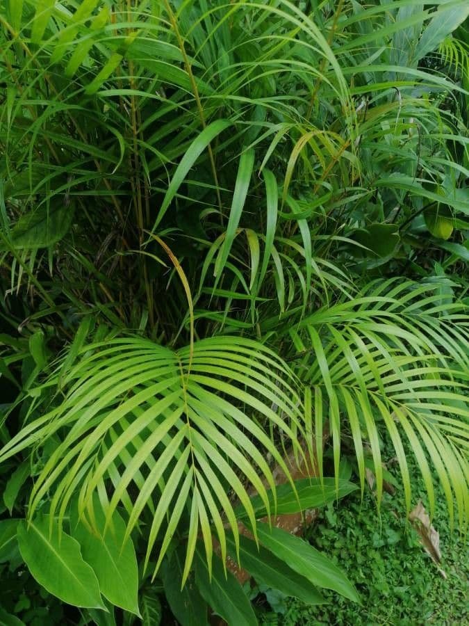 Areca dorée 8