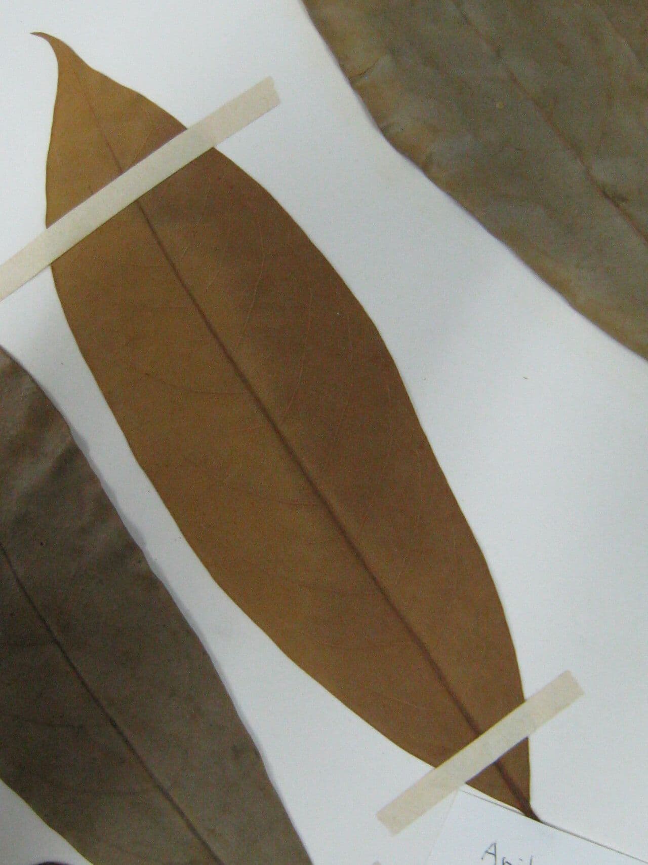 Aniba 5