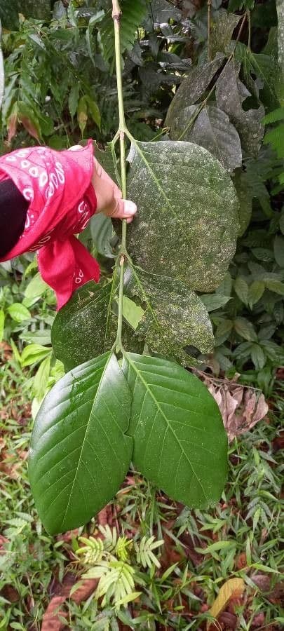 Posoqueria latifolia 12