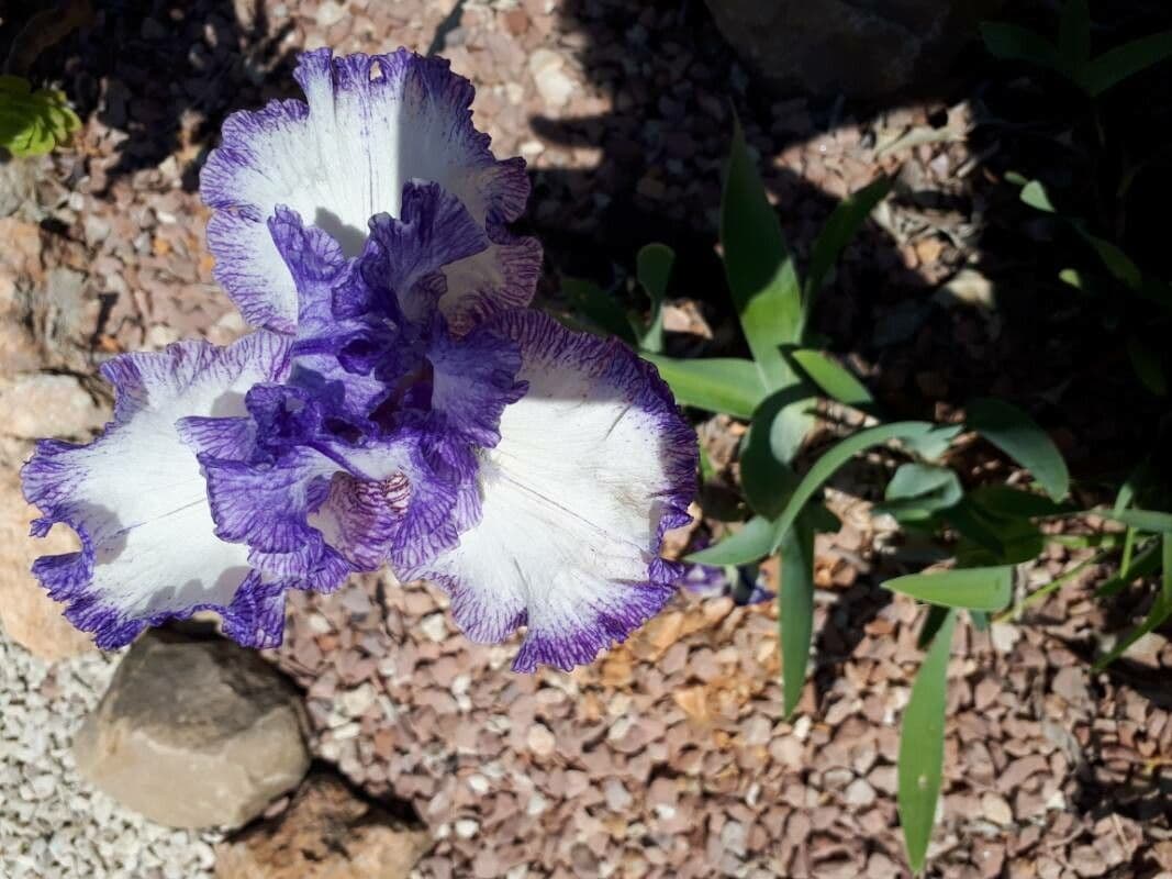 Iris 4