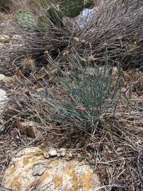 Porophyllum 10