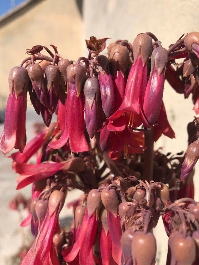 Kalanchoe 2