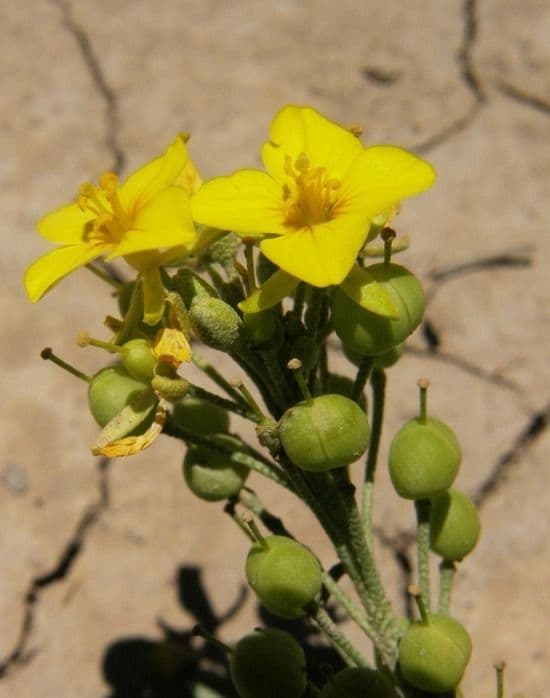 Fendler's bladderpod 8