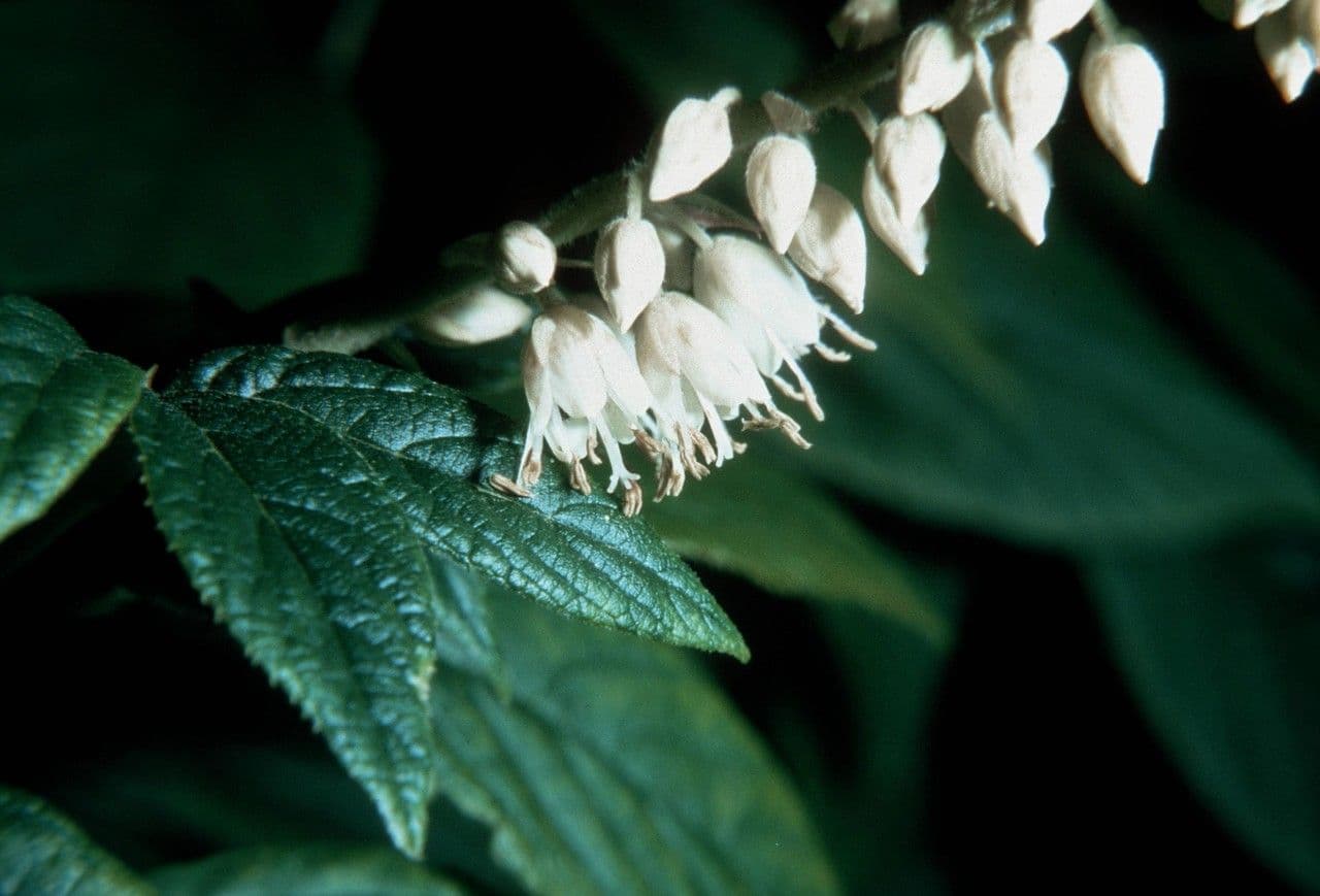 Clethra 5