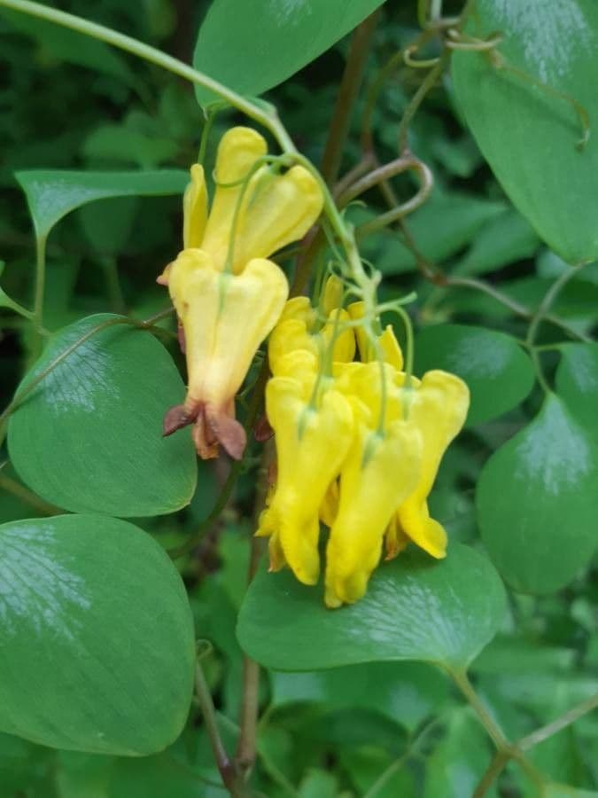 Dactylicapnos 2