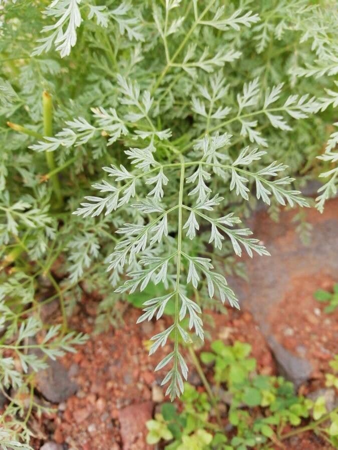 Sphallerocarpus 3