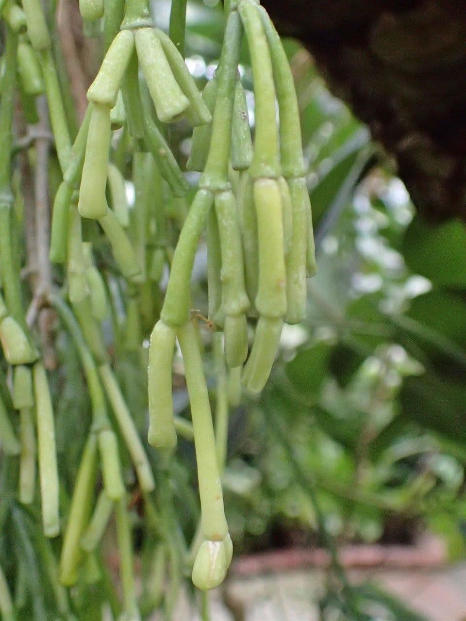 Rhipsalis clavata 2