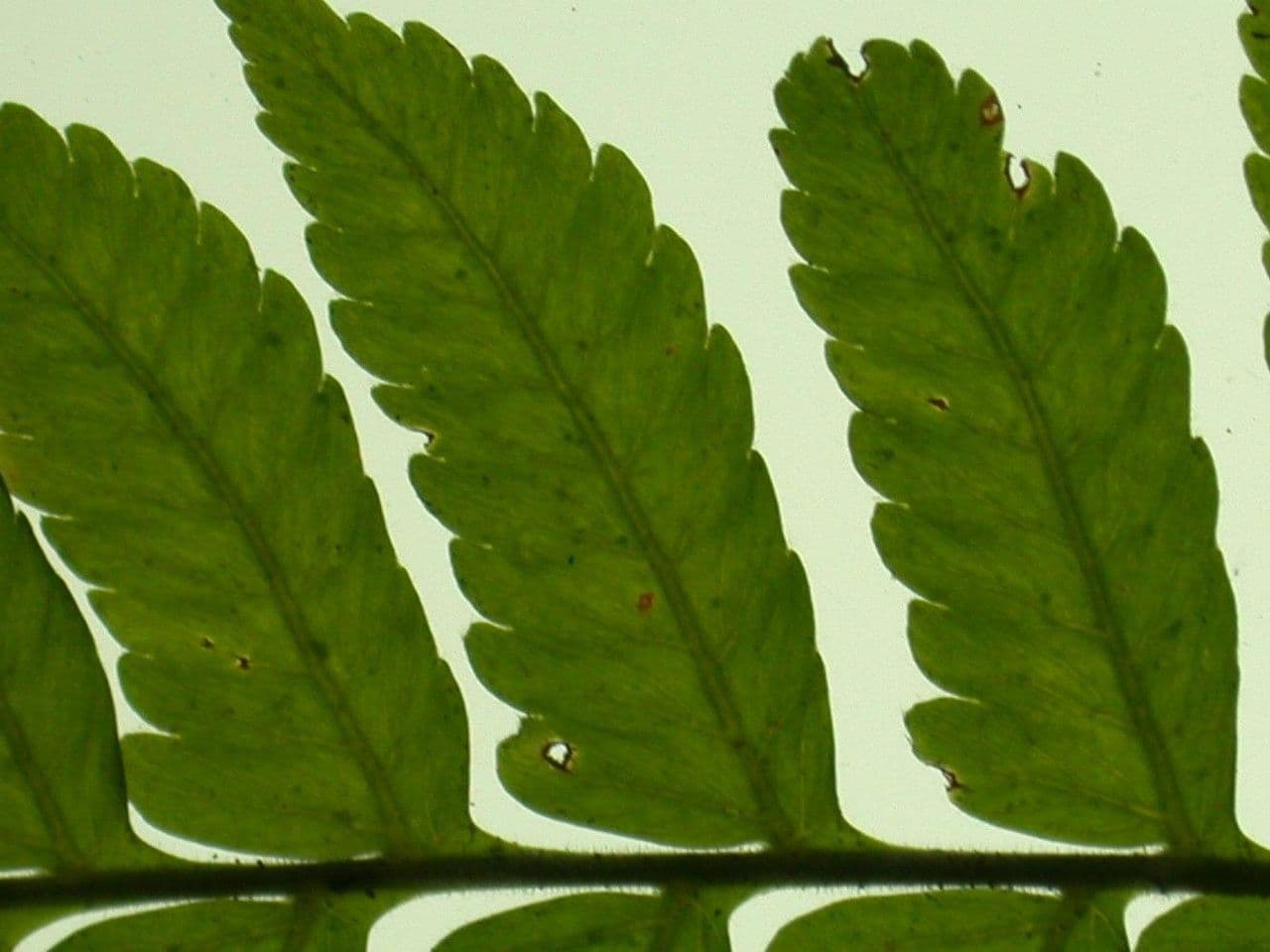 Polybotrya 8