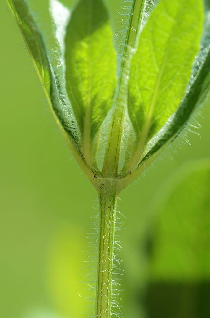 Ruellia 22