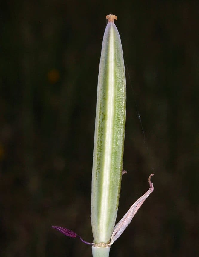 Calochortus