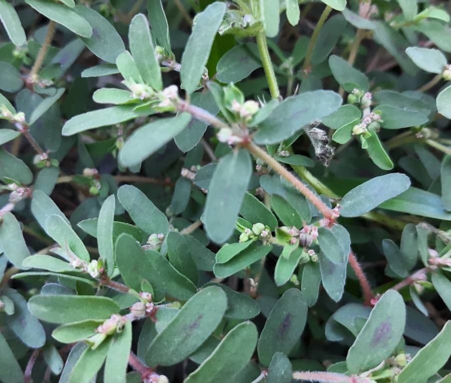 Kummerowia striata 16