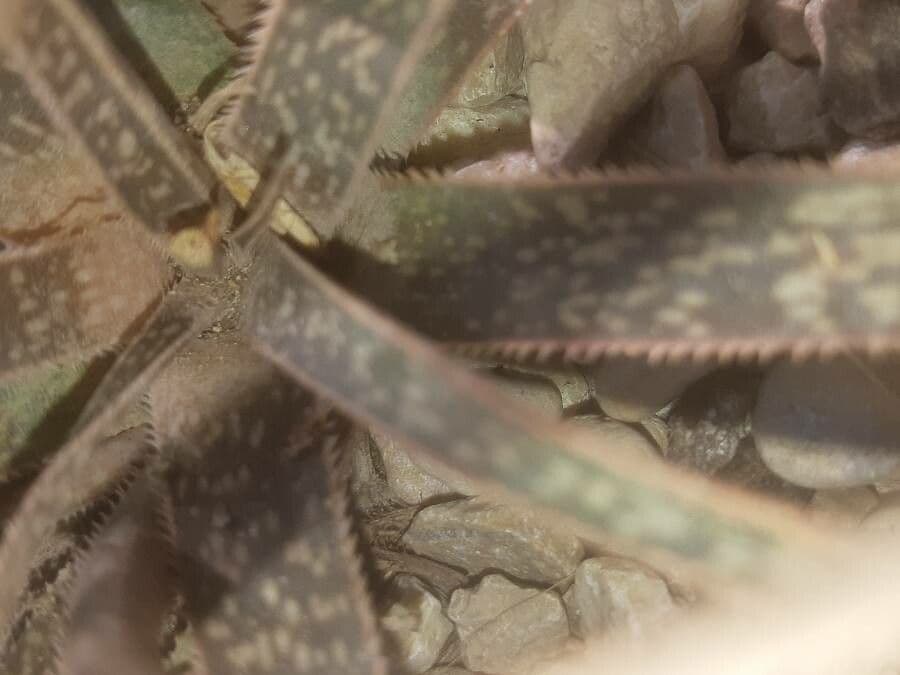 Aloe 6