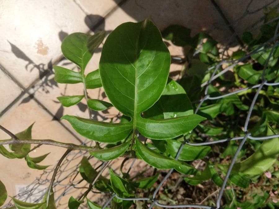 Solano 9