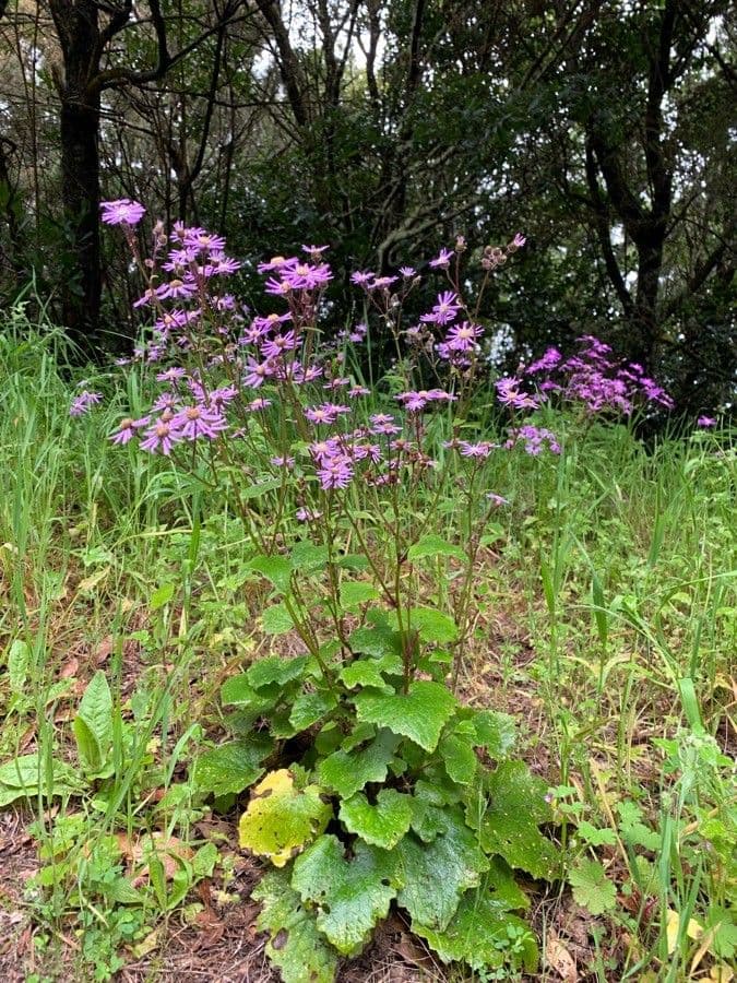 Pericallis 11