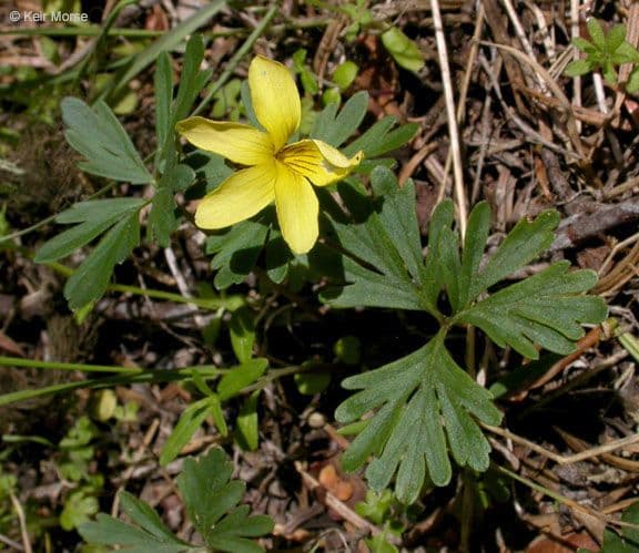 Viola di Shelton 10