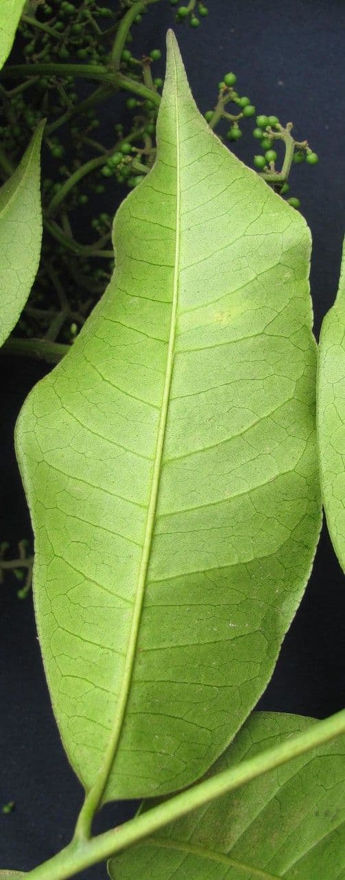 Árbol del dolor de muelas 7