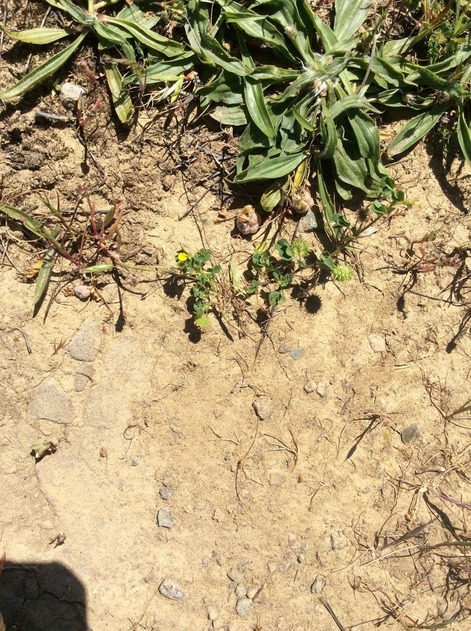 Lucerna 12