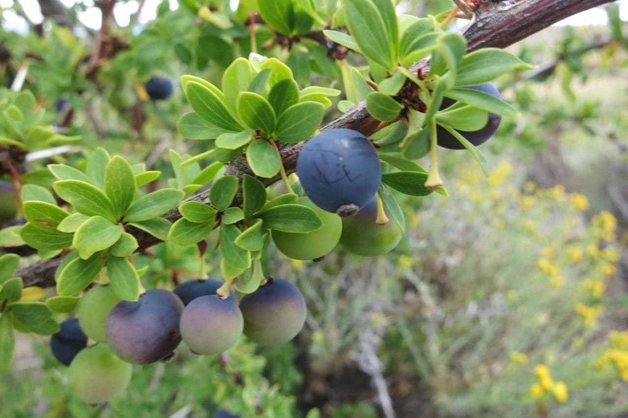Berberys drobny 23