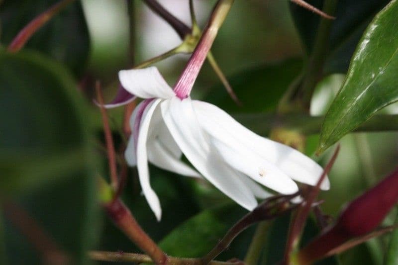 Jasmin 3
