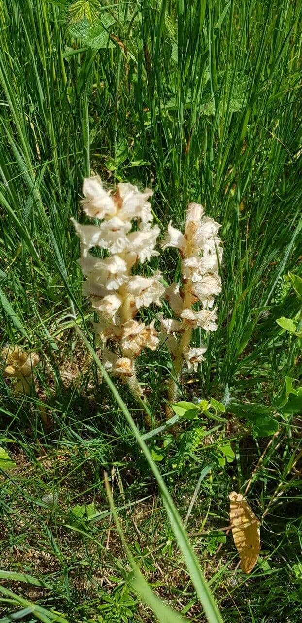 Succiamele garofanato 13