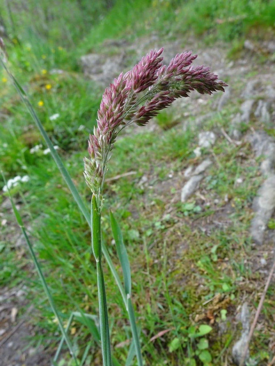 Bambagiona 10
