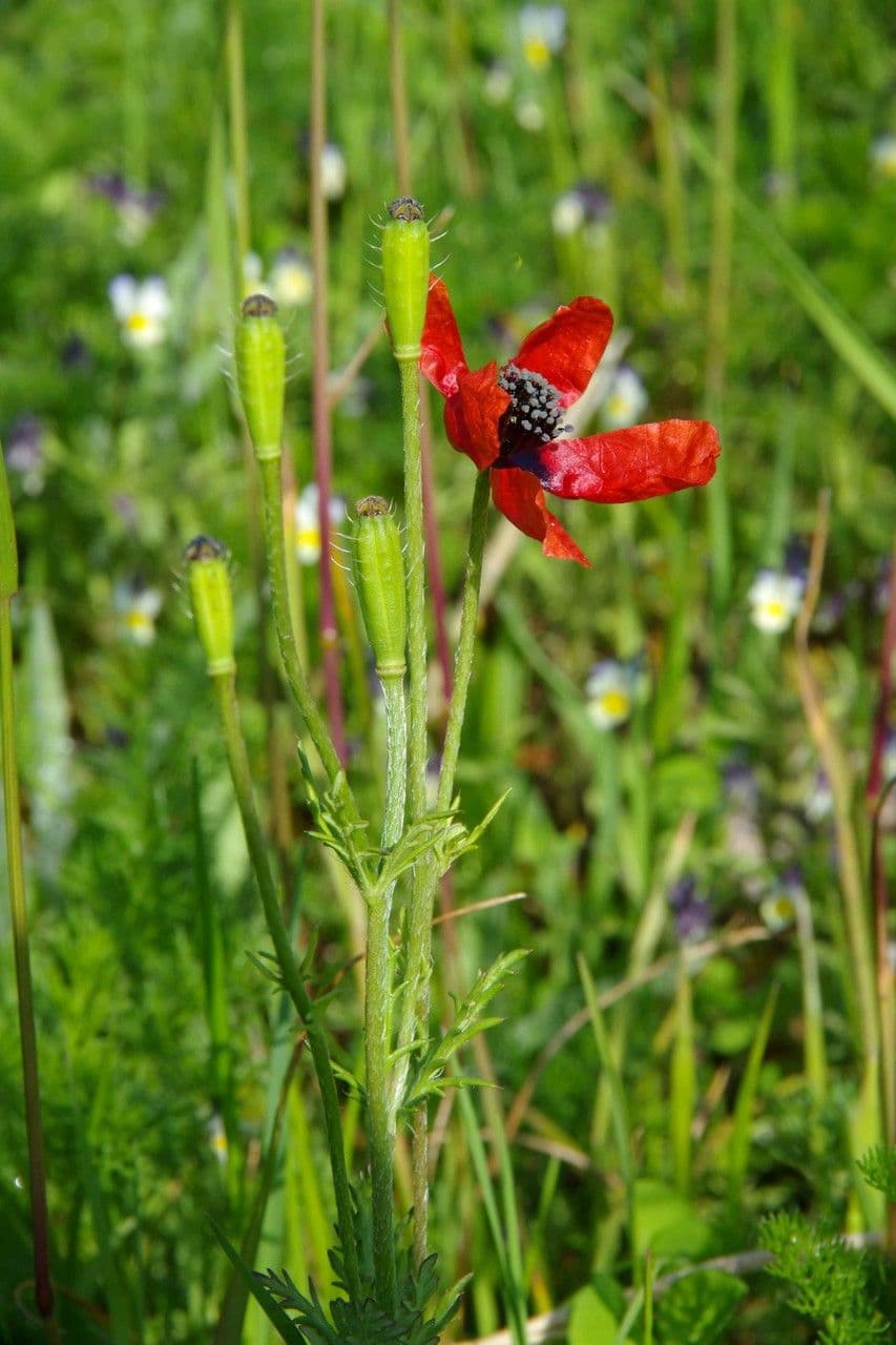 Sand-Mohn 13