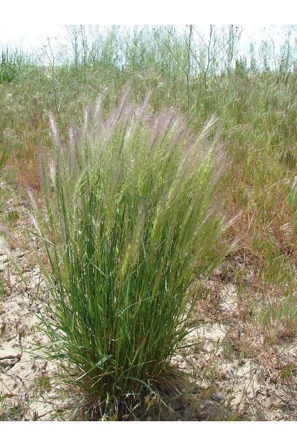 Elymus elymoides 8