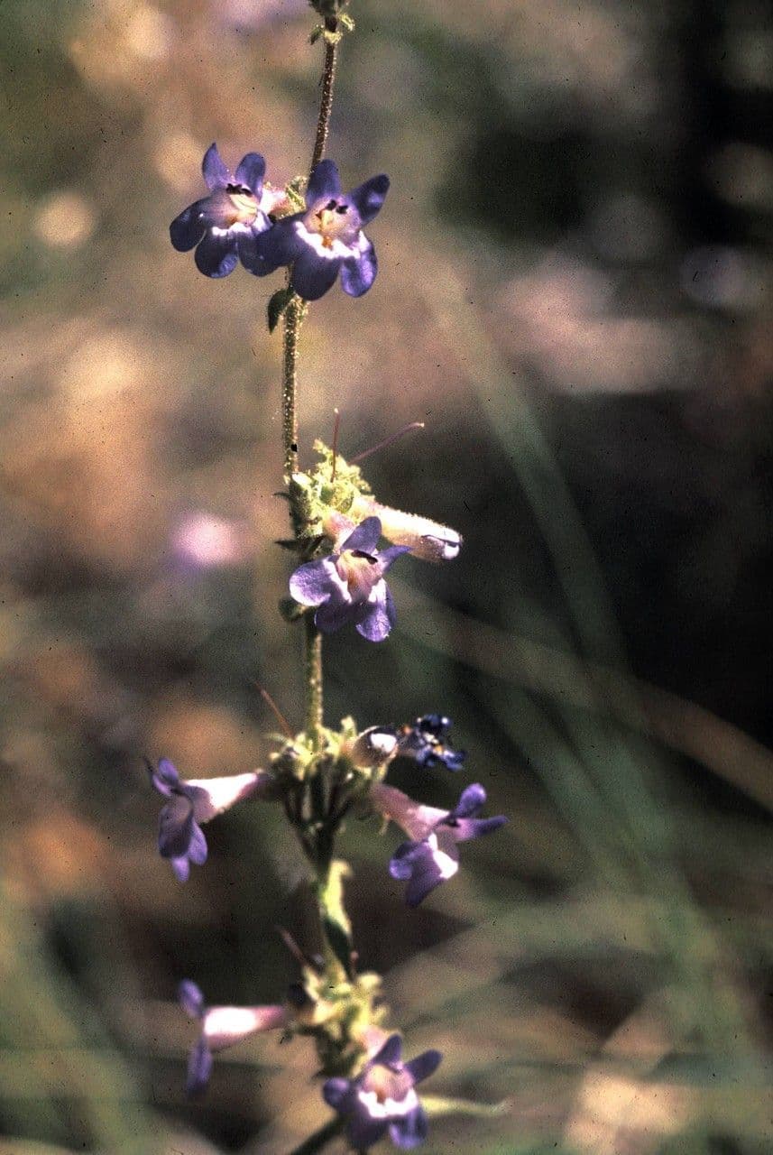 Penstemon basso 7