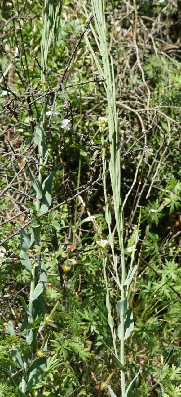 Arabetta liscia 12
