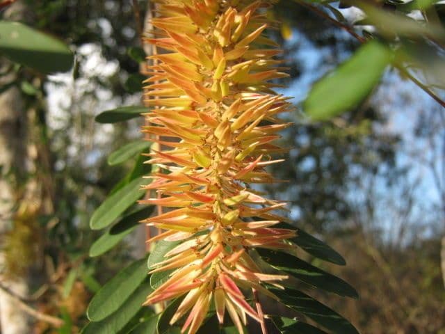 Amorphoides Alvaradoa 5