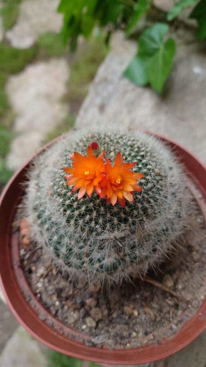 Cactus Palla Scarlatta
