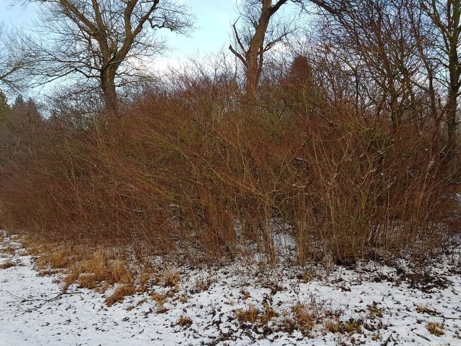 Svída výběžkatá 11