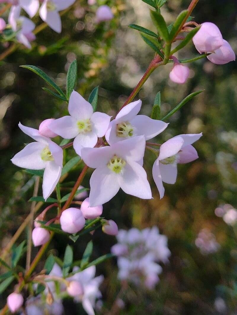 Boronia