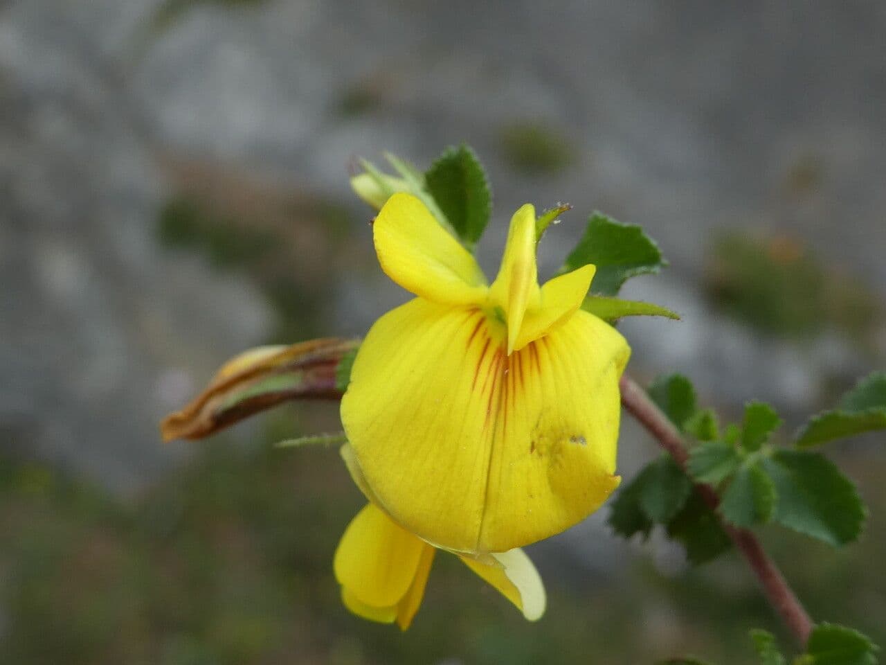 Ononis striata 5