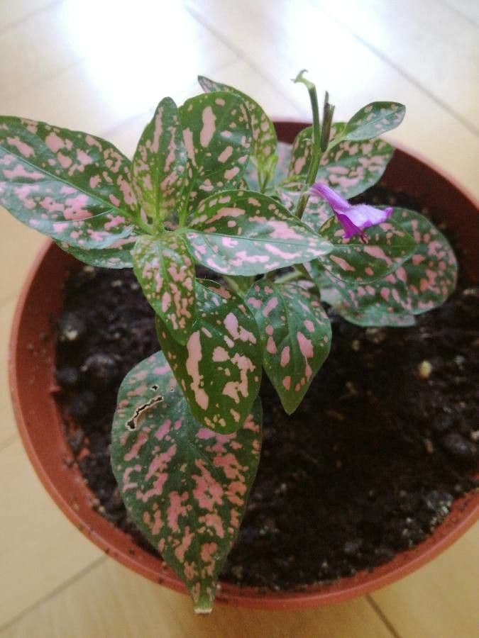 Hypoestes