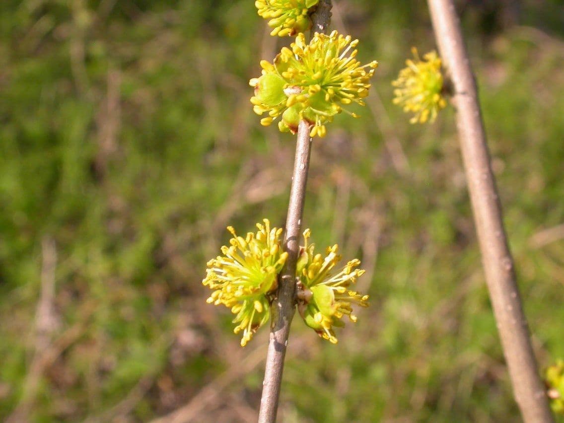 Forestiera 7