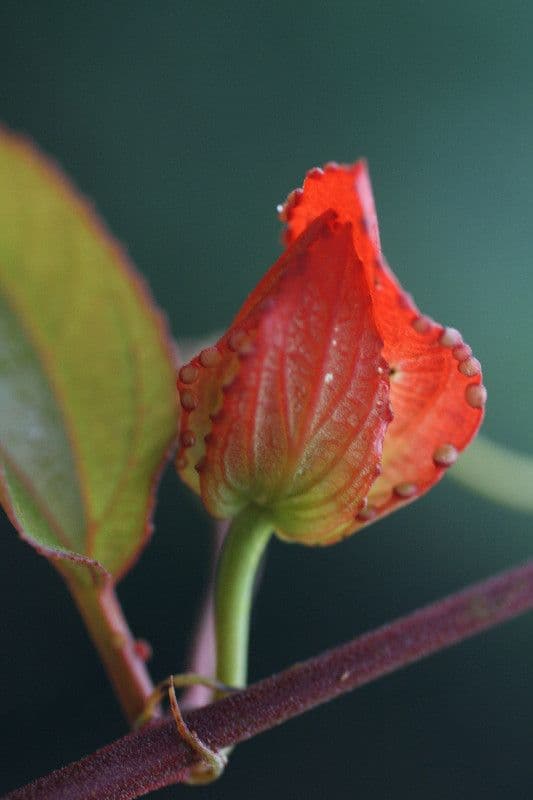 Passiflore écarlate 22