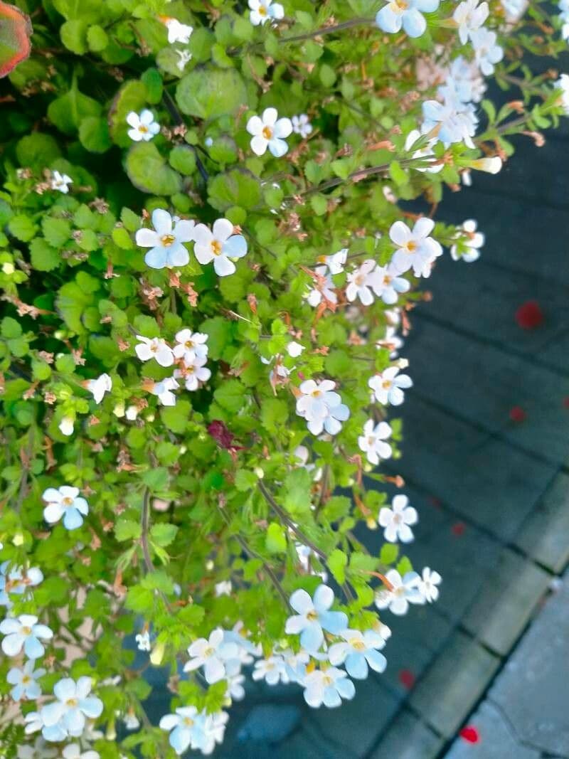 Bacopa rastrera