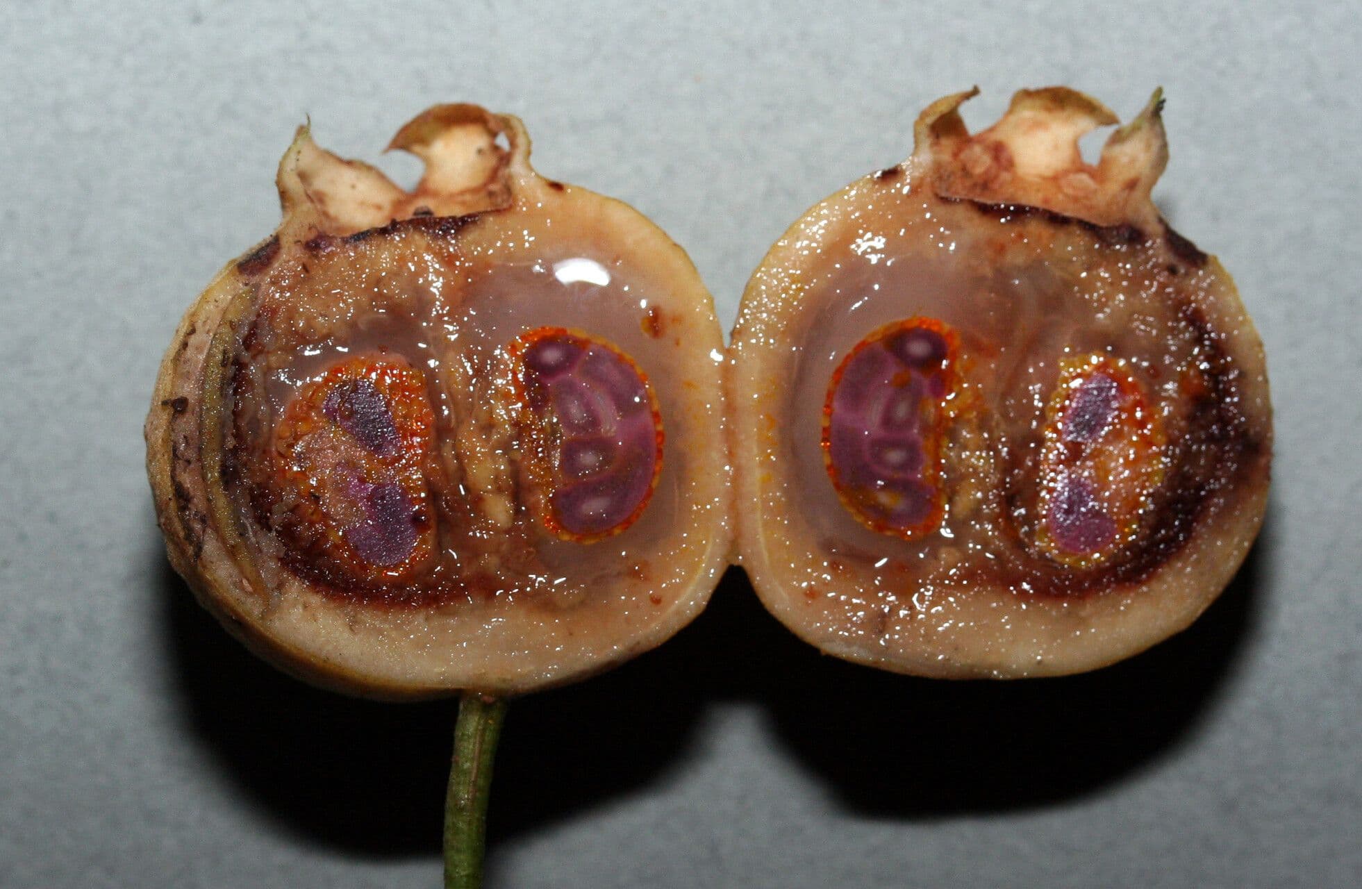 Campomanesia 2