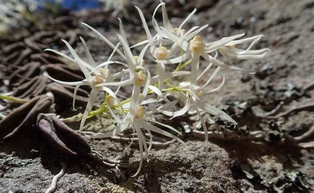 Dendrobium