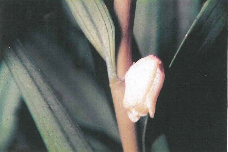 Dendrobio unicarinato 4