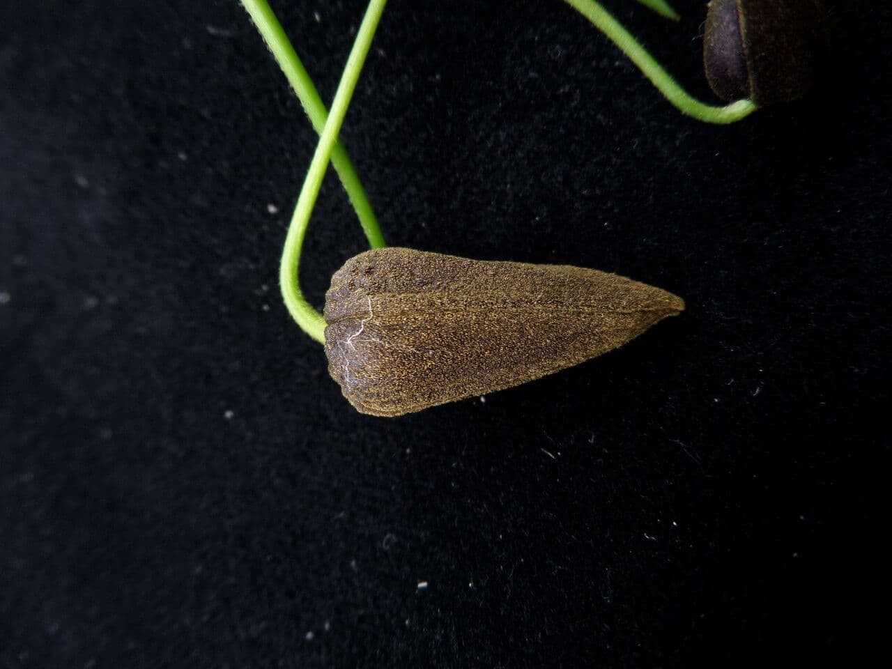 Clematis connata 4