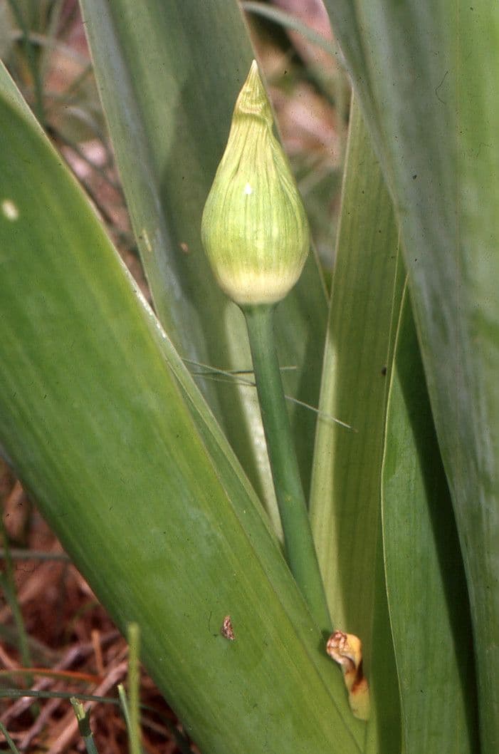 Aglio nero 17