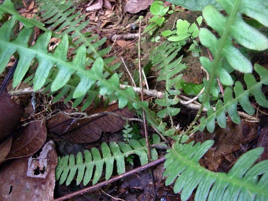 Blechnum polypodioides 7